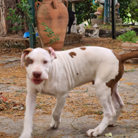 Cuccioli di pittbull