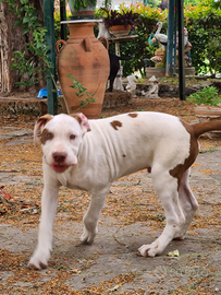 Cuccioli di pittbull