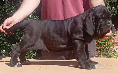 Cuccioli di mastino napoletano