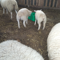 Agnelli texel linea francese