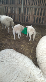 Agnelli texel linea francese