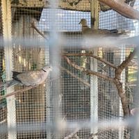 Coppia tortore casalinghe