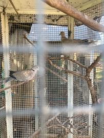 Coppia tortore casalinghe