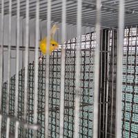 Canarini razza spagnola