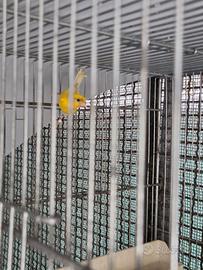 Canarini razza spagnola