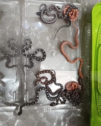Baby serpente del grano