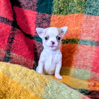 Mini cucciolo chihuahua, allevamento enci