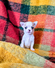 Mini cucciolo chihuahua, allevamento enci