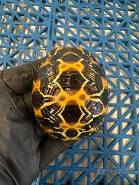 Astrochelys radiata tartaruga