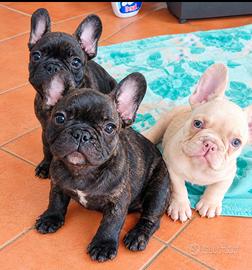 Cuccioli bulldog francese