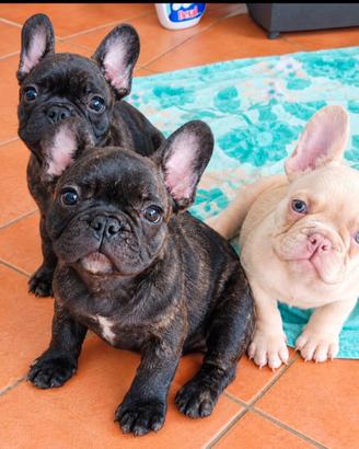 Cuccioli bulldog francese