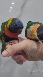 Lori arcobaleno allevato a mano