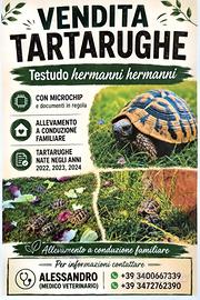 Vendita tartarughe Hermanni