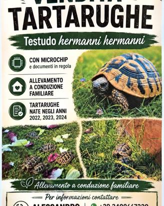 Vendita tartarughe Hermanni