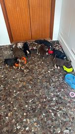 American bully micro