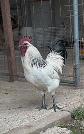 Galli DongXiang