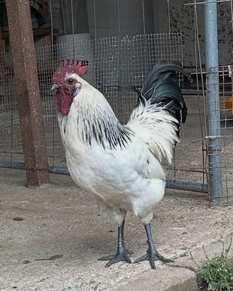 Galli DongXiang