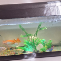 Un acquario di 50 ltr con 8 pesci