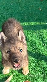 Siberian Husky con pedigree Enci