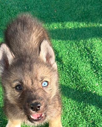 Siberian Husky con pedigree Enci
