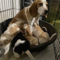 Disponibilità di meravigliosi cuccioli Beagle