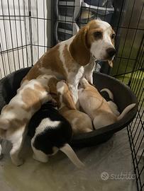 Disponibilità di meravigliosi cuccioli Beagle