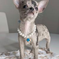 CHIHUAHUA TOY CUCCIOLI MERLE pag dilazionato
