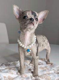 CHIHUAHUA TOY CUCCIOLI MERLE pag dilazionato