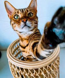 Gatti del bengala maschi