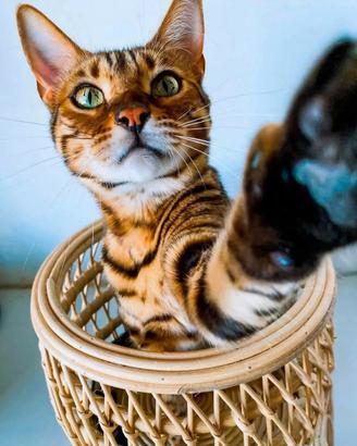 Gatti del bengala maschi