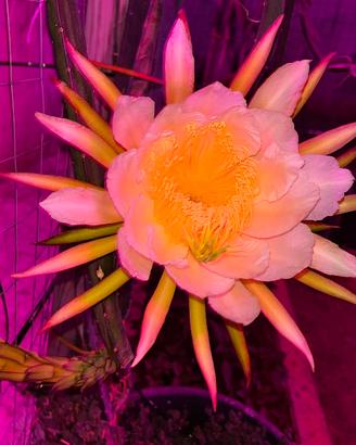 Piante e talee di Pitaya