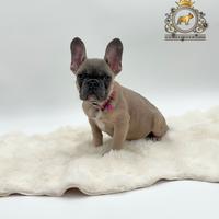 Incantevole bulldog francese blue Fawn