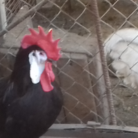 Galline ornamentali Spagnola faccia bianca