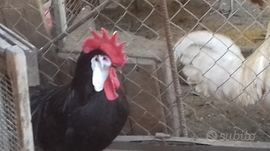 Galline ornamentali Spagnola faccia bianca