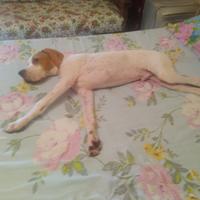 cuccioliniii da tartufo