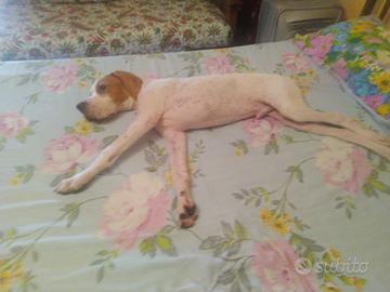 cuccioliniii da tartufo