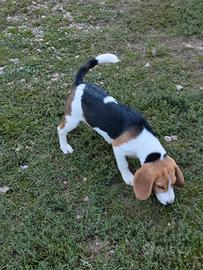 Beagle femmina pedigree ENCI 