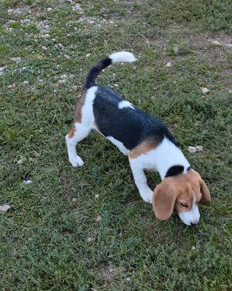 Beagle femmina pedigree ENCI 