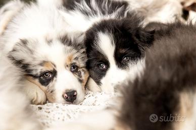Allevamento riconosciuto Corgi e Past Australiani