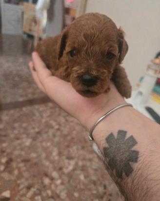 Barboncini Toy Red Brown