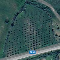 Terreno agricolo con uliveto produttivo-Oschiri-SS
