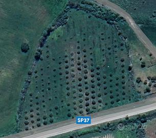 Terreno agricolo con uliveto produttivo-Oschiri-SS