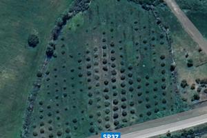 Terreno agricolo con uliveto produttivo-Oschiri-SS