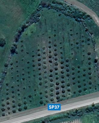 Terreno agricolo con uliveto produttivo-Oschiri-SS