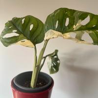 Monstera japanese tricolor