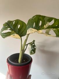 Monstera japanese tricolor