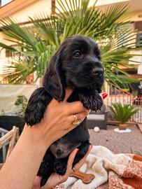 maschio cocker spaniel inglese