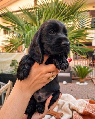 maschio cocker spaniel inglese