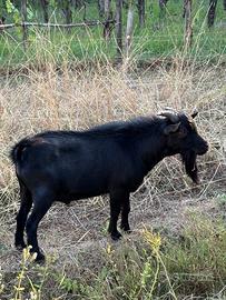 Becco nano tibetano