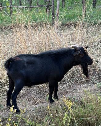 Becco nano tibetano